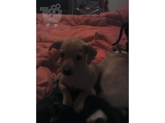 pinser νανακια